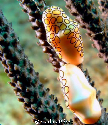 Flamingo Tonges @ El Natural Reef Aguadilla PR. Sealife D... by Carlos Pérez 